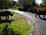 Rhinos crossing road.