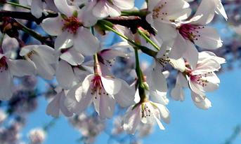 2003 National Cherry Blossom Festival